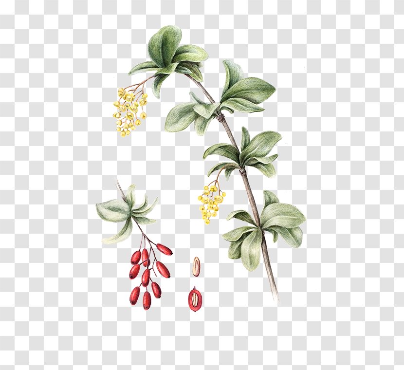 Flowering Plant Fruit Stem Leaf - Berberis Insignia Transparent PNG