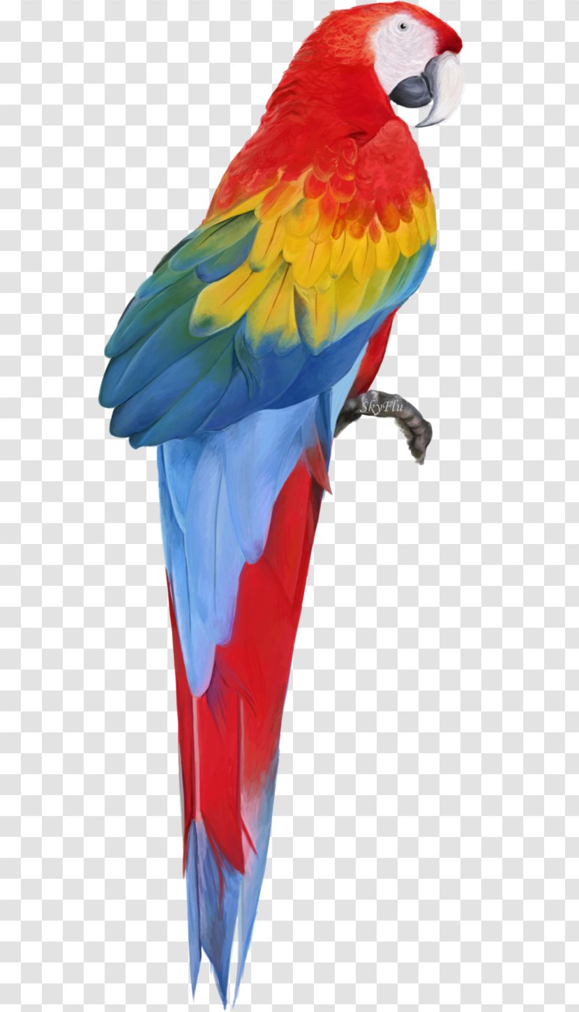Parrot Macaw Clip Art - Feather - Free Download Transparent PNG