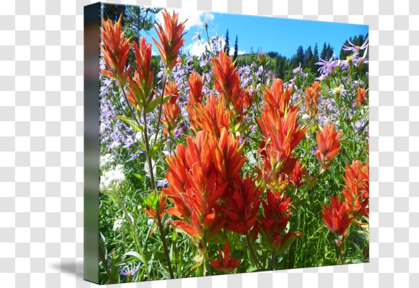 Gallery Wrap Canvas Canna Art Photography - Printing - Paradise Flower Transparent PNG