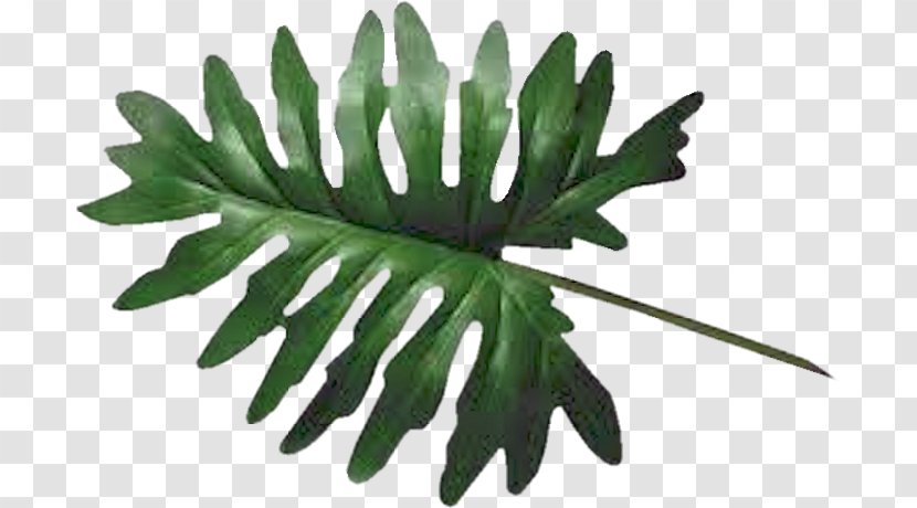 Leaf Plant Leaves Swiss Cheese Photosynthesis Transparent PNG