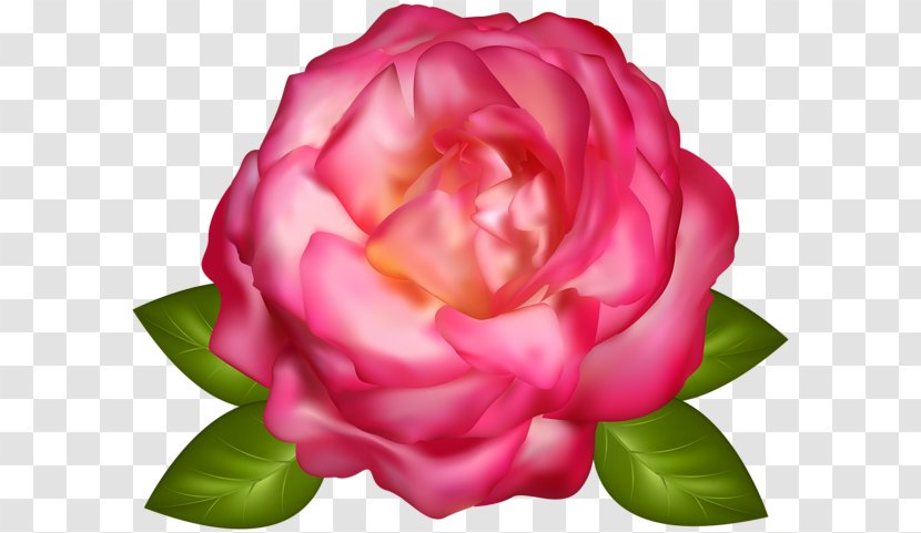 Garden Roses Clip Art - Computer Graphics - Rose Transparent PNG