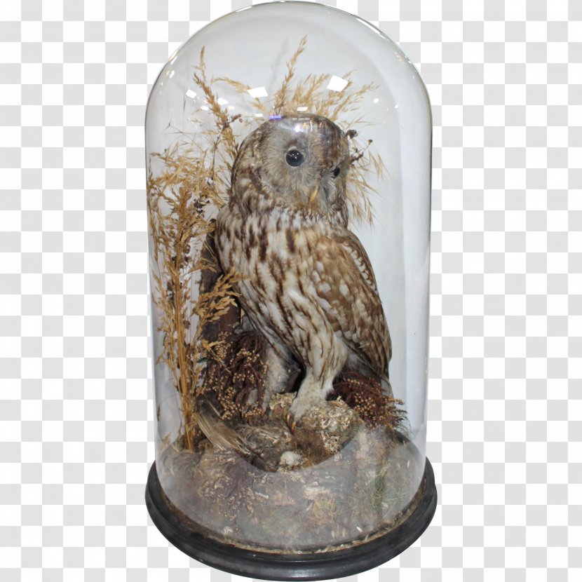 Owl - Bird Of Prey Transparent PNG
