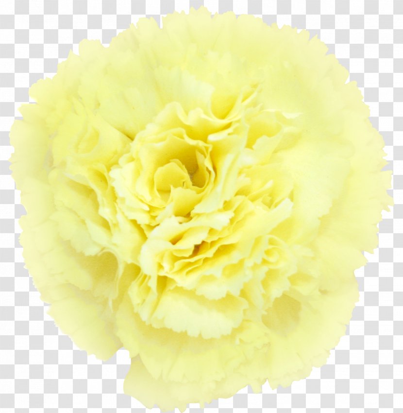 Carnation Cut Flowers Yellow Petal - Purple - CARNATION Transparent PNG