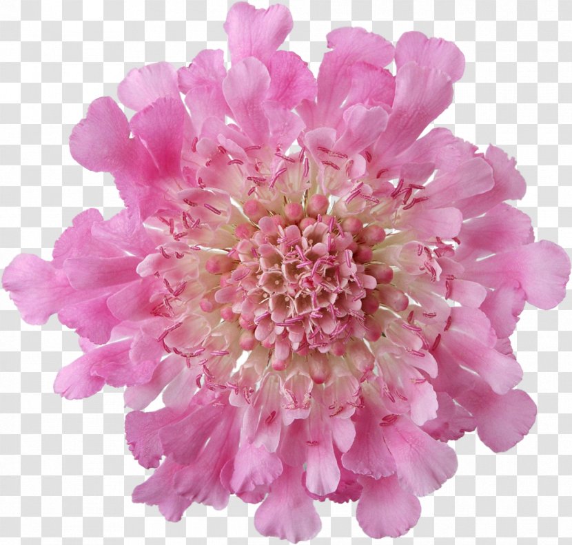 Pink Flowers Desktop Wallpaper - Painting Transparent PNG