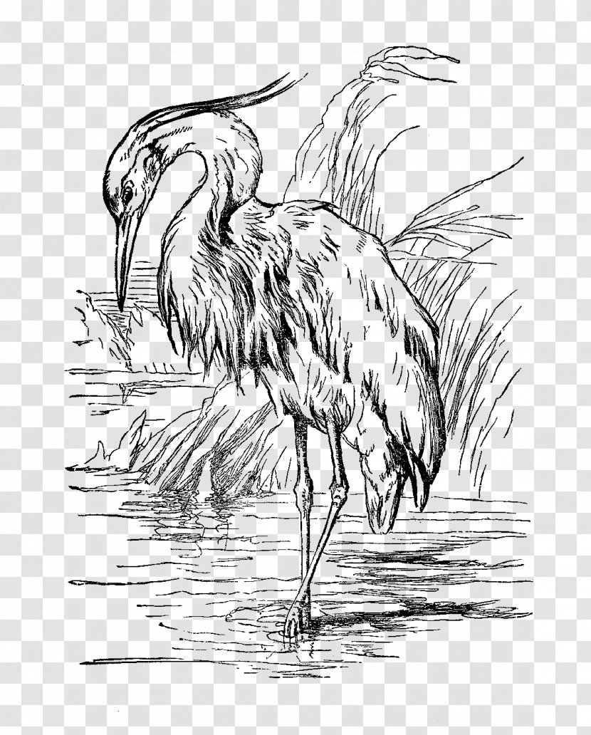 Bird Great Blue Heron Drawing Egret - Snowy - Crane Transparent PNG