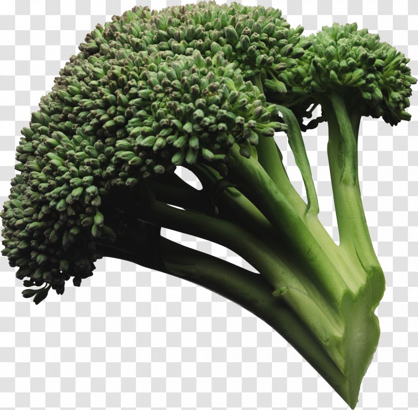 Broccoli Vegetable - Image Transparent PNG