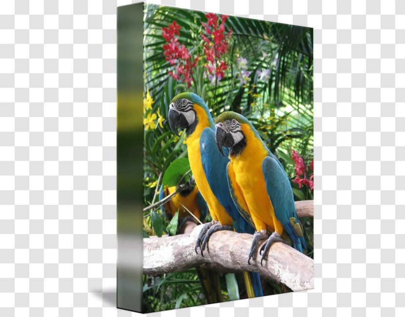 Macaw Parrot Bird Gallery Wrap Beak - Art - Kind Shooting Transparent PNG