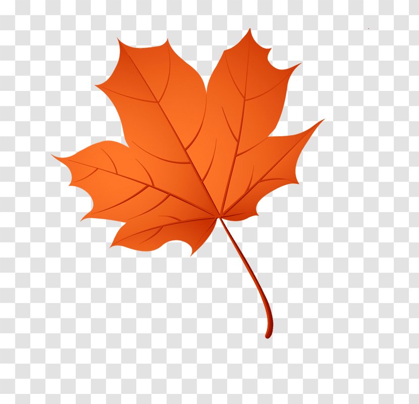 Maple Leaf Drawing Clip Art - Tree Transparent PNG
