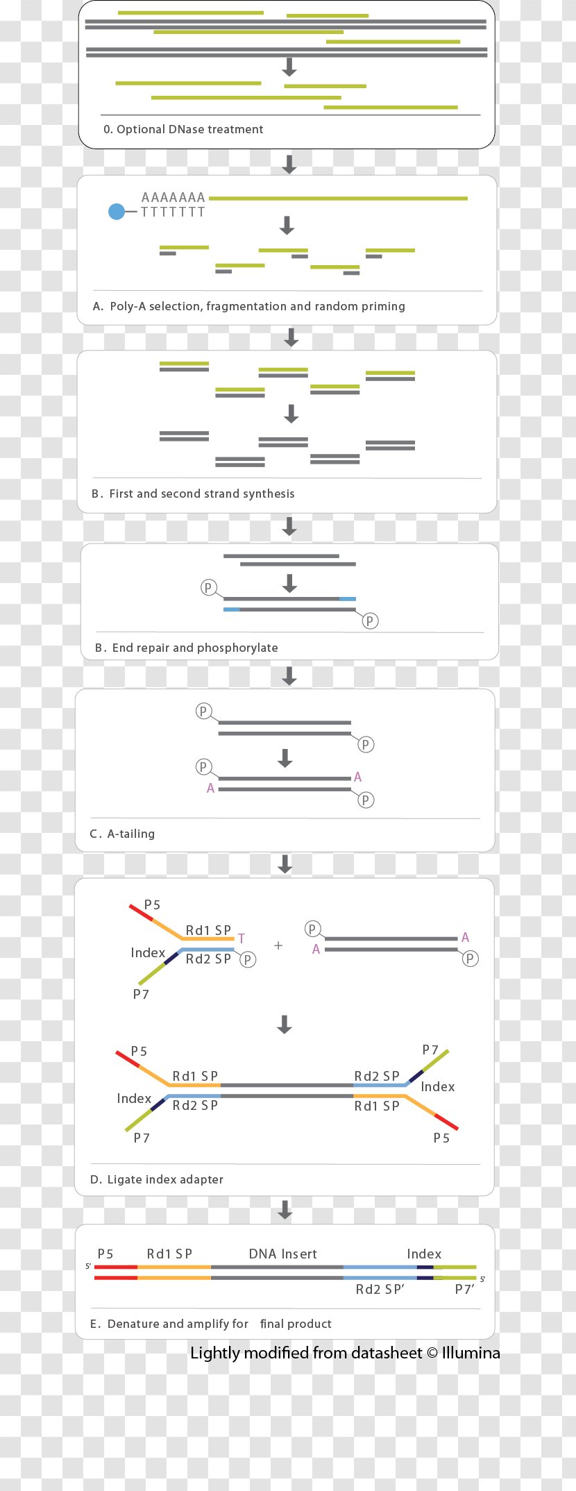 Template CSS3 Screenshot Contract Loan Agreement - Curriculum Vitae - Rna Transparent PNG