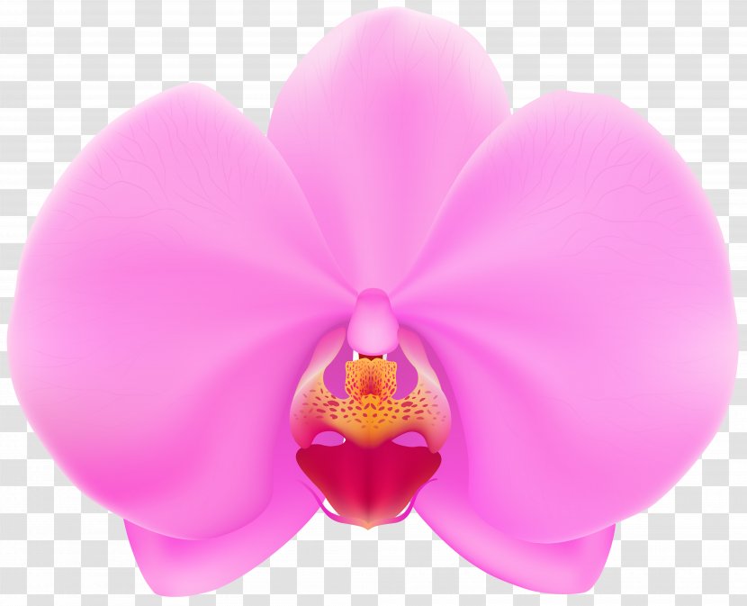 Moth Orchids Flower Desktop Wallpaper Clip Art - Magenta - Purple Orchid Transparent PNG