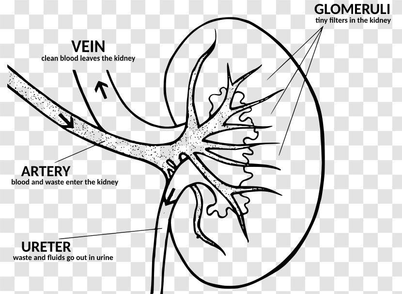 Kidney Disease Anatomy Function Human Body - Cartoon Transparent PNG