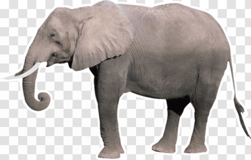 Indian Elephant African Bush Tusk Elephantidae Wildlife - Terrestrial Animal - Horse Transparent PNG