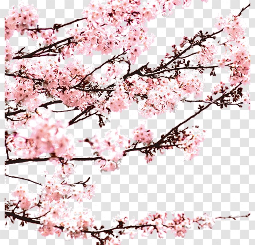 Blossom Computer File - Lunar New Year - Plum Flower Transparent PNG