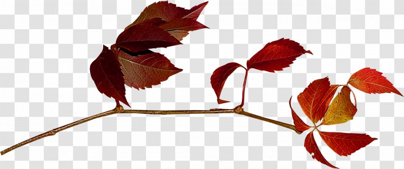 Leaf Clip Art - Branch - Red Maple Transparent PNG