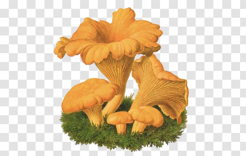 Oyster Mushroom Chanterelle Fungus Drawing Agaricus - Teddy Riley Transparent PNG