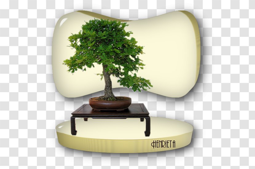 Bonsai Tree - Flowerpot - Design Transparent PNG