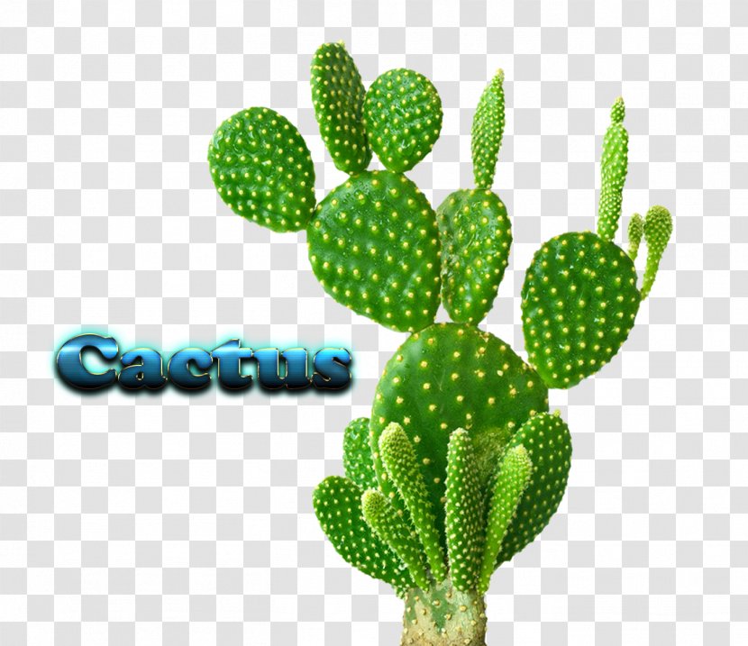 Cactaceae Houseplant Cactus Garden - Plant Transparent PNG