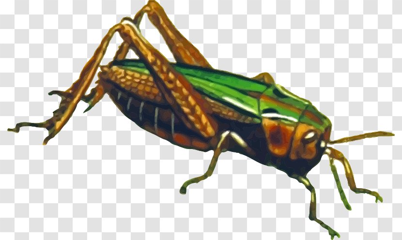Insect Clip Art Grasshopper Image - Invertebrate Transparent PNG