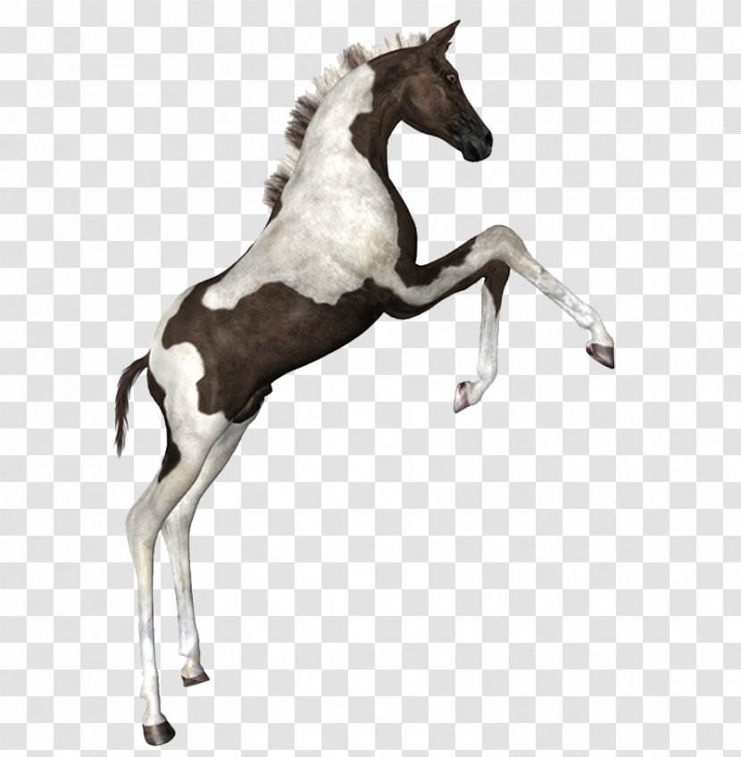 Horse Drawing - Brush Transparent PNG