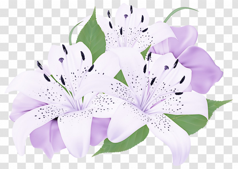 Floral Design Transparent PNG