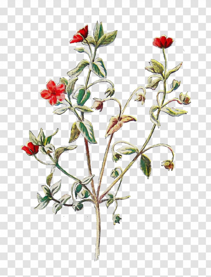 Scarlet Pimpernel Drawing Design Wildflower Curtis's Botanical Magazine - Watercolor - Carolina Rose Cinquefoil Transparent PNG