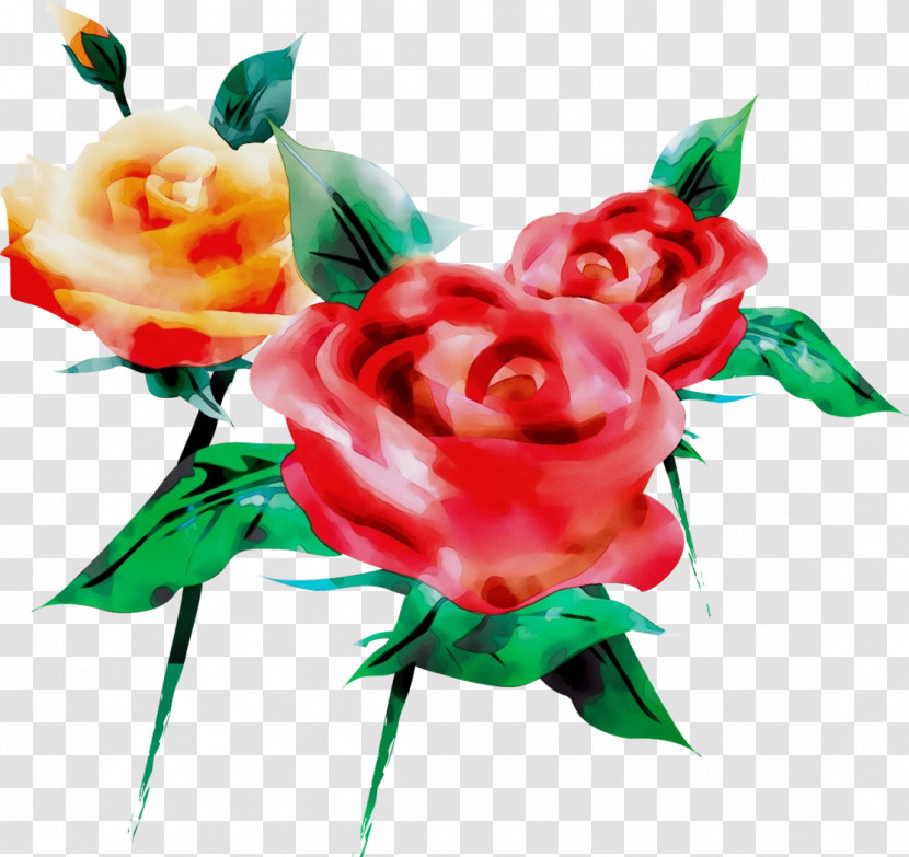 Garden Roses Transparent PNG