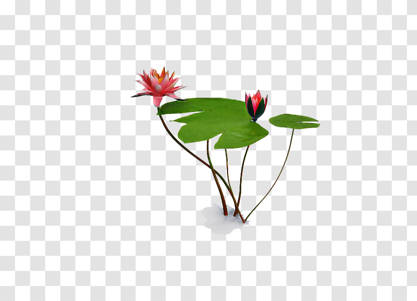 Flower Plant Anthurium Leaf Transparent PNG