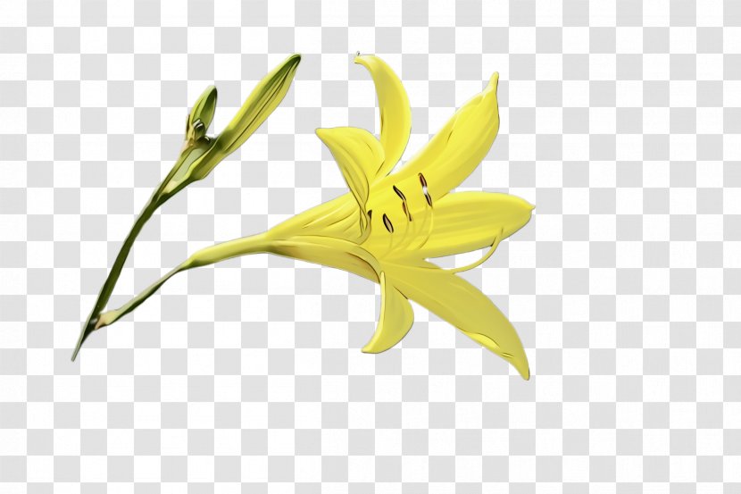 Flower Flowering Plant Yellow Lily - Gagea Family Transparent PNG