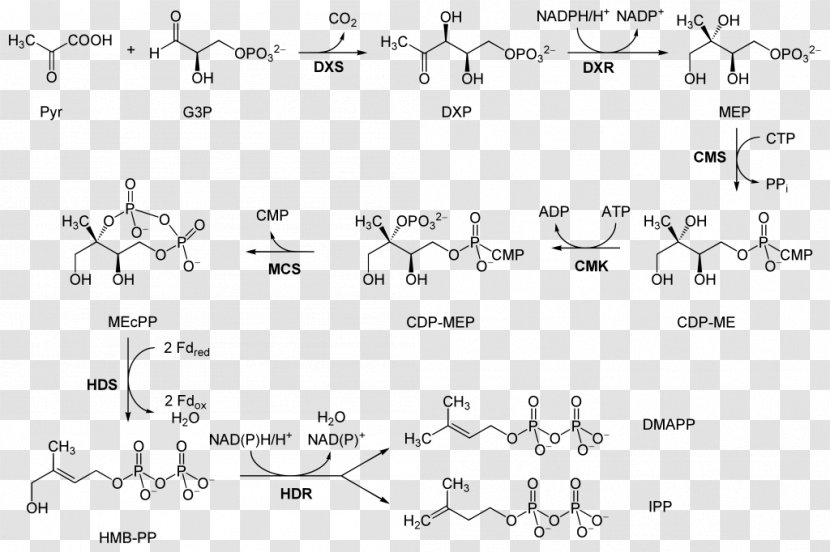 Non-mevalonate Pathway Biosynthesis Mevalonic Acid Abscisic - Tree - Biochemistry Transparent PNG
