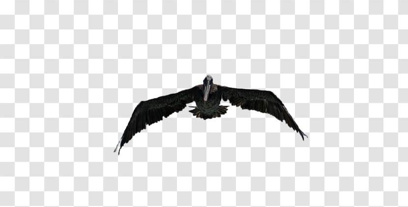 Eagle Vulture Beak - Wing - Zina Transparent PNG