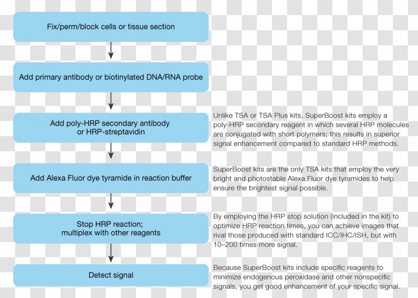 Fluorescence In Situ Hybridization Horseradish Peroxidase Immunohistochemistry Fluorophore - Brand - Web Page Transparent PNG