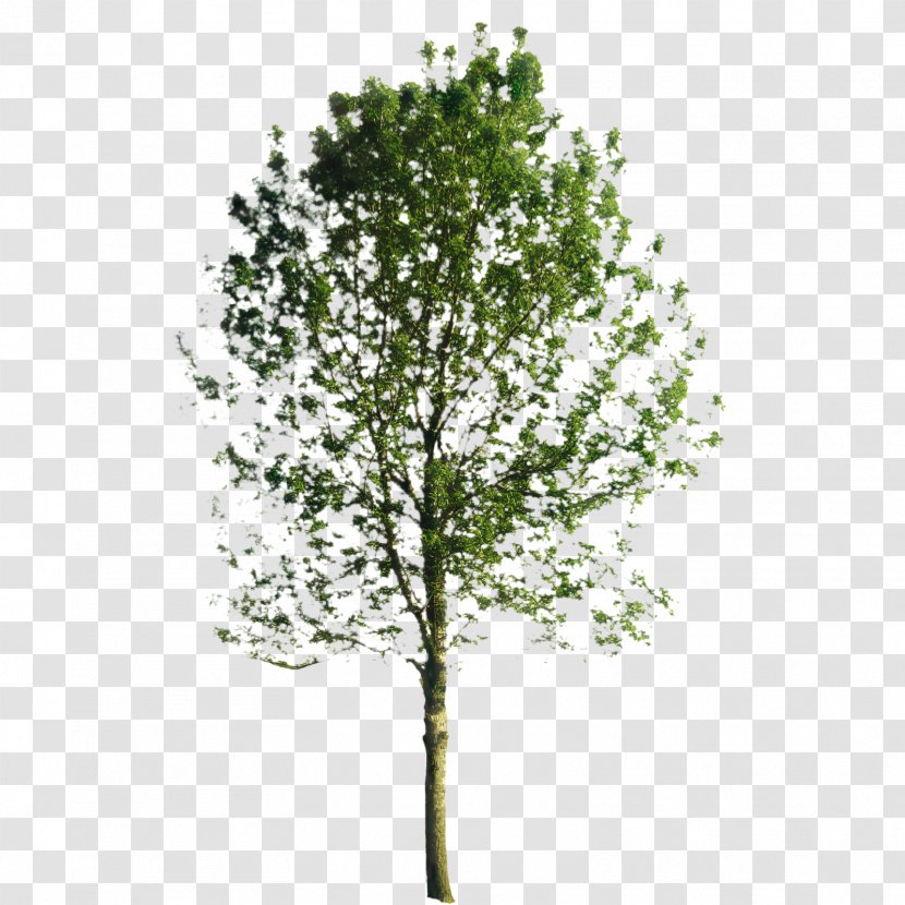 Family Tree Background - Plant Stem - American Larch River Birch Transparent PNG