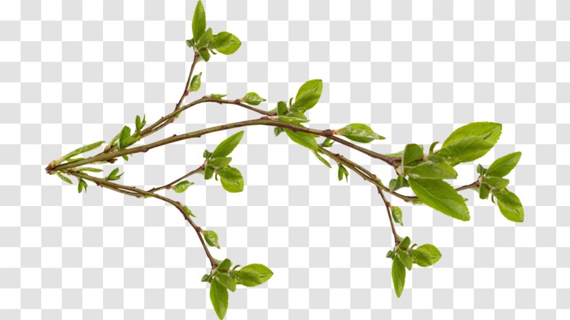 Twig Branch Tree Leaf Bud - Herb - Pouring Transparent PNG