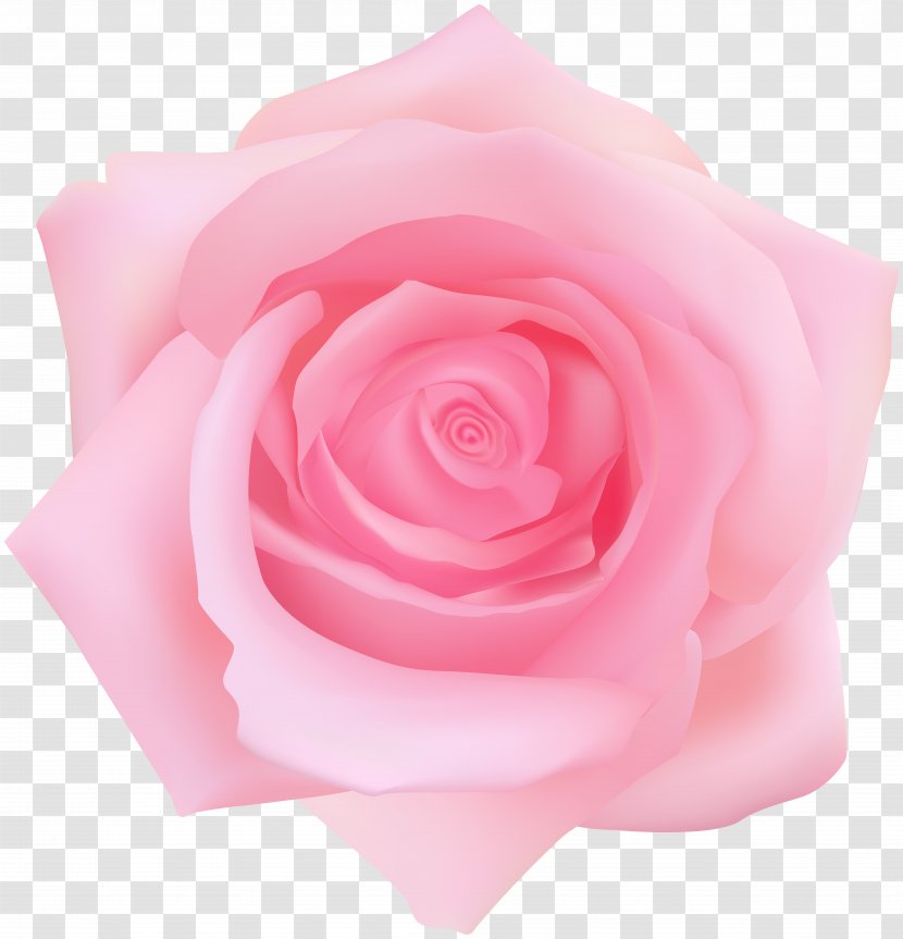 Garden Roses Cabbage Rose Floribunda Petal Rainbow - Flowering Plant - Pink Fabric Transparent PNG