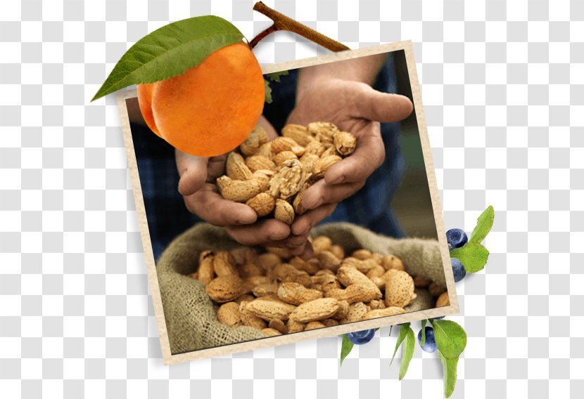 Walnut Vegetarian Cuisine Dried Fruit Food Peanut - Superfood Transparent PNG