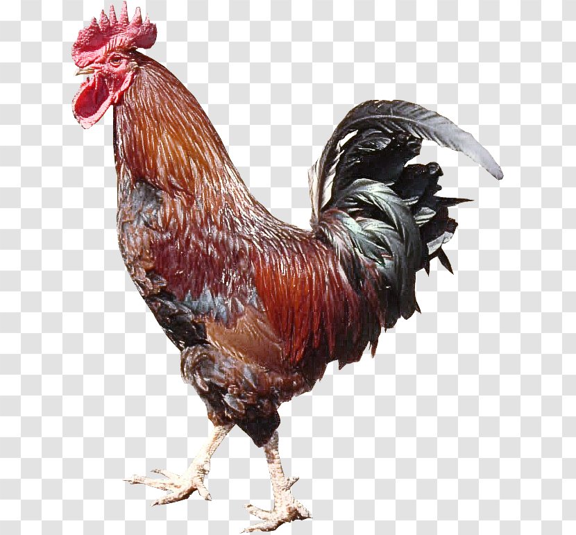 Bird Chicken Rooster Fowl Comb - Poultry - Livestock Transparent PNG