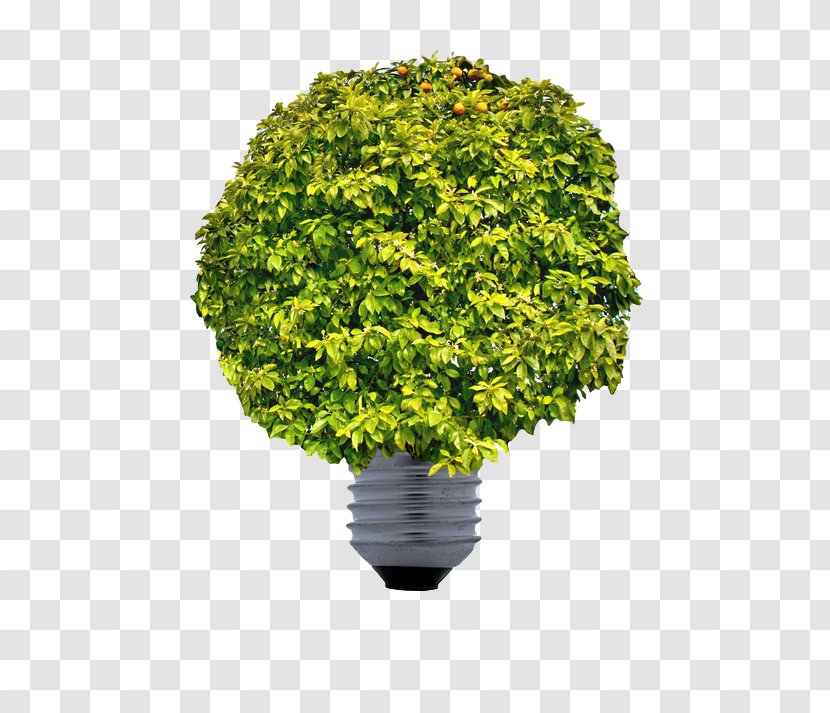 Renewable Energy Sustainable Development Sustainability Uso Racional De La Energxeda - Resource - Creative Green Light Bulb Transparent PNG