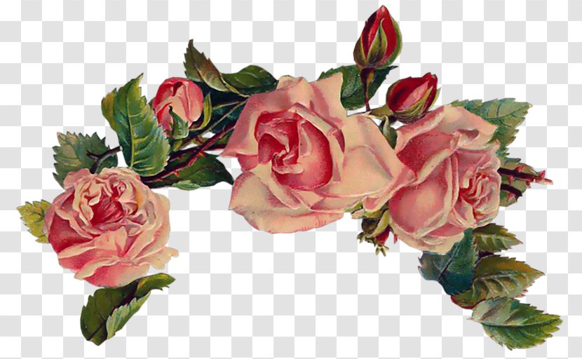 Vintage Roses: Beautiful Varieties For Home And Garden Pink Clip Art - Peach - Rose Transparent PNG