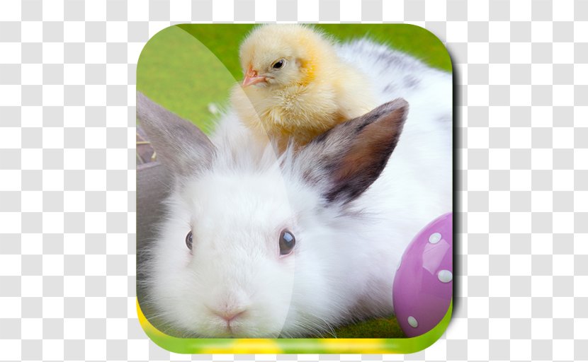 Easter Bunny Egg Holiday Desktop Wallpaper - Good Friday Transparent PNG