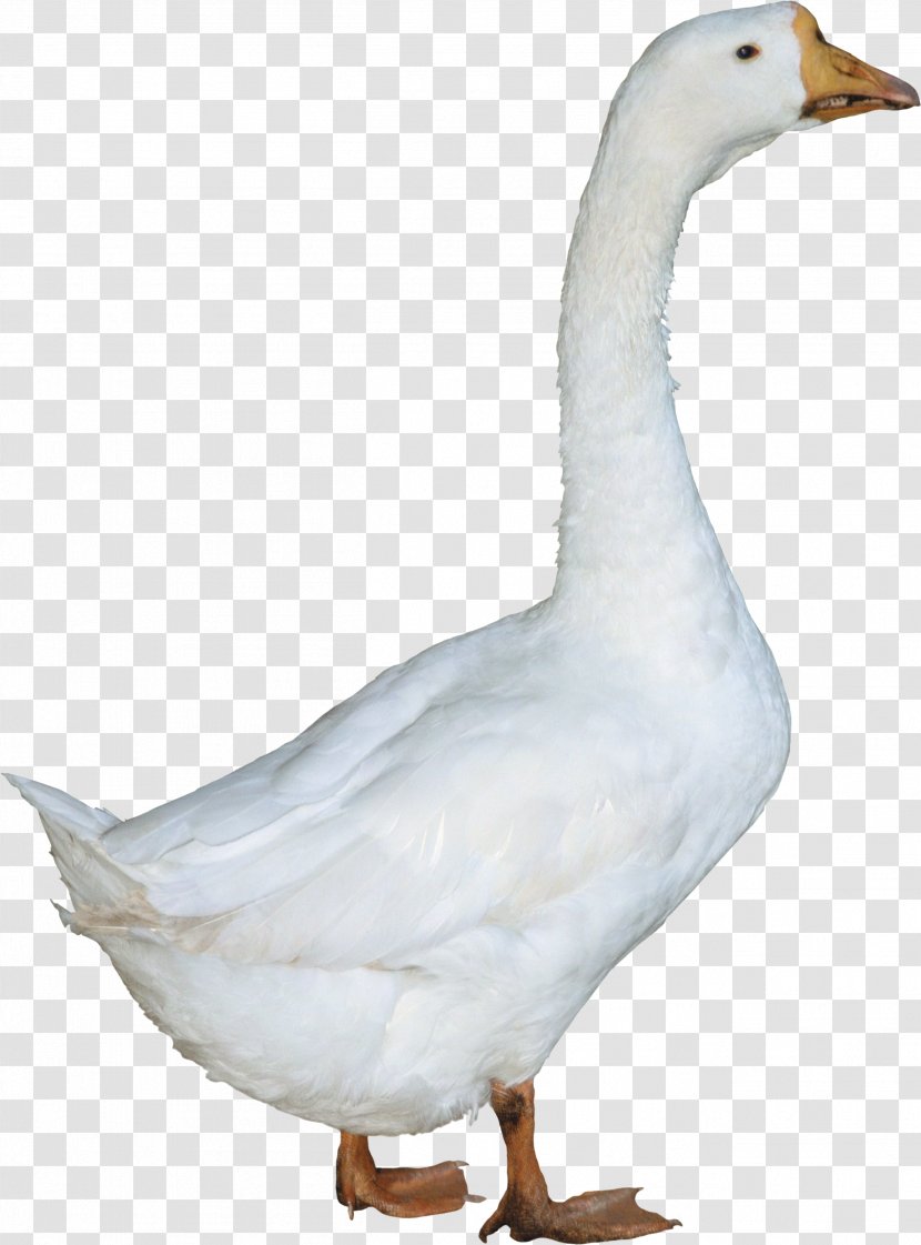 Duck American Pekin Goose - Image Transparent PNG