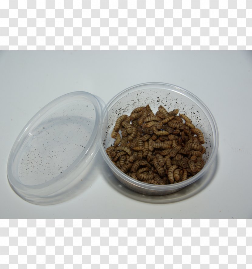 Aqua Family Black Soldier Fly Calcium Flies Worm - Mail - Nutrição Transparent PNG