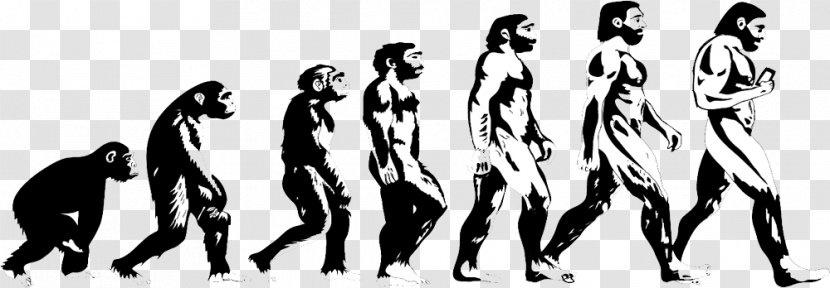Homo Sapiens Human Evolution Great Apes Primate - Bumper Sticker Transparent PNG