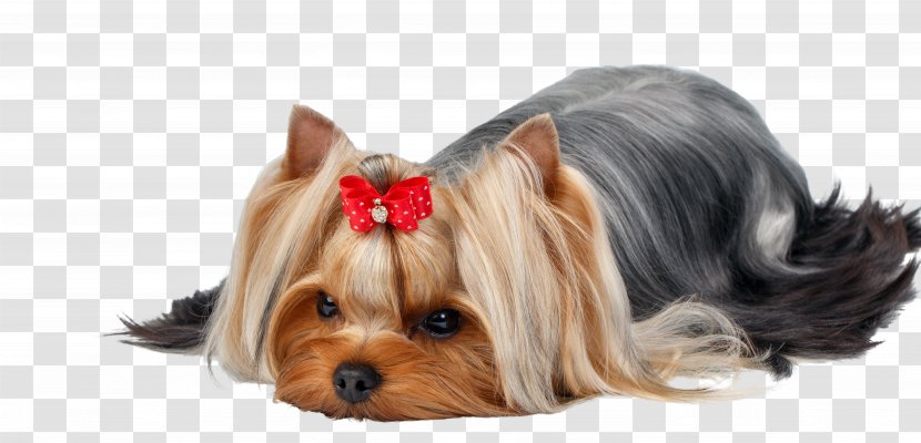 Yorkshire Terrier Australian Silky Puppy Dog Breed - Rare - Grooming Transparent PNG