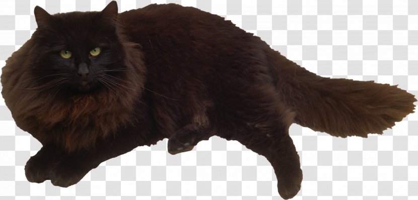 Black Cat Felidae Kitten Whiskers - Mammal Transparent PNG