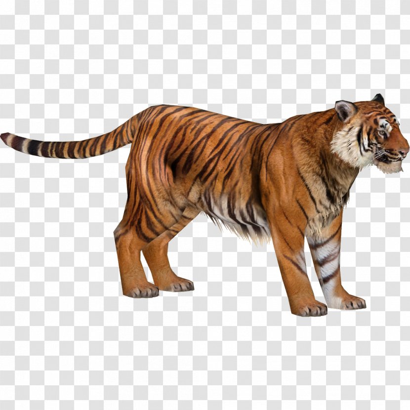 Zoo Tycoon 2 South China Tiger Siberian Malayan Sumatran - Cat Like Mammal Transparent PNG