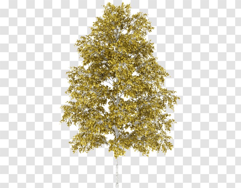 Silver Birch Sap Swamp Tree Paper - Askur Transparent PNG