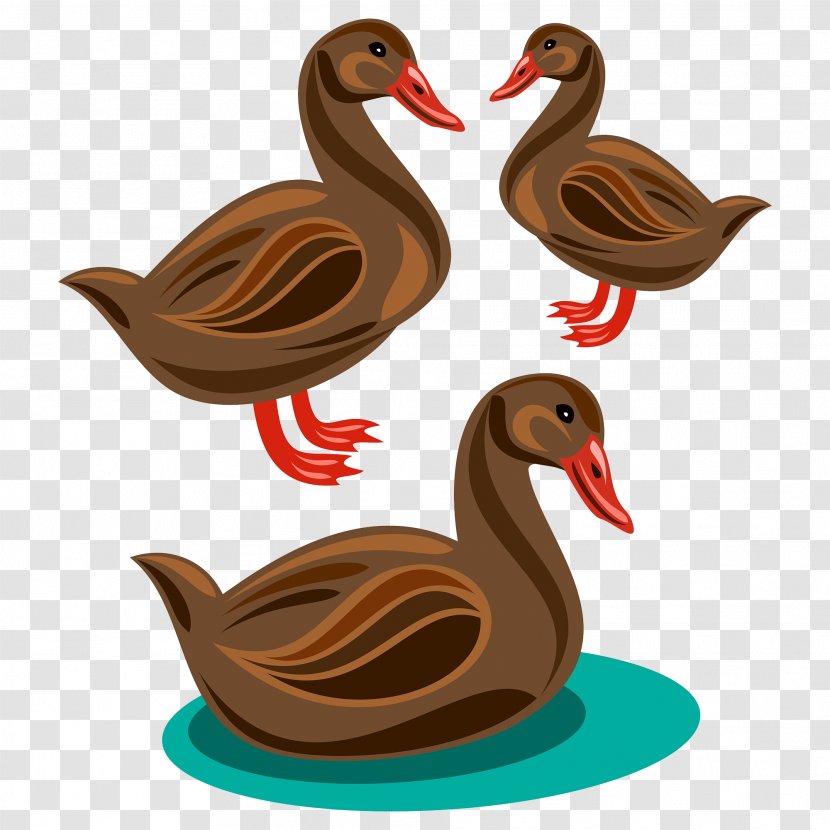 Cartoon Illustration - Bird - Duck Transparent PNG