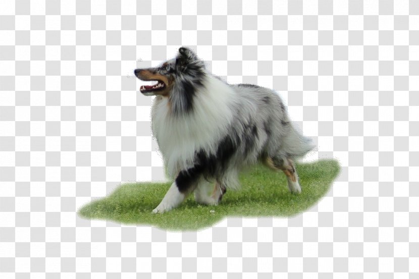 pomeranian sheepdog
