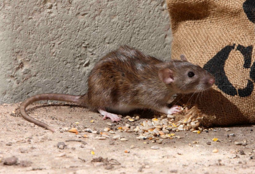 Brown Rat Rodent Mouse Black Squirrel - Degu - & Transparent PNG