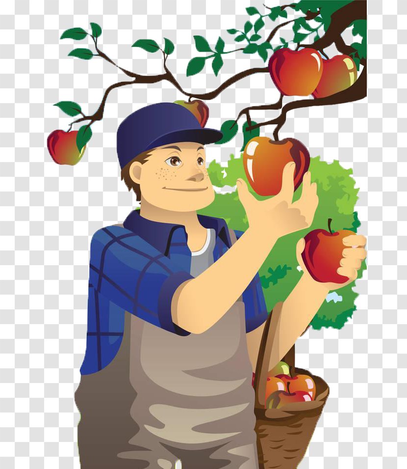 Fruit Picking Orchard Apple Farmer Clip Art - Agriculture - Uncle Of The Village Apples Transparent PNG